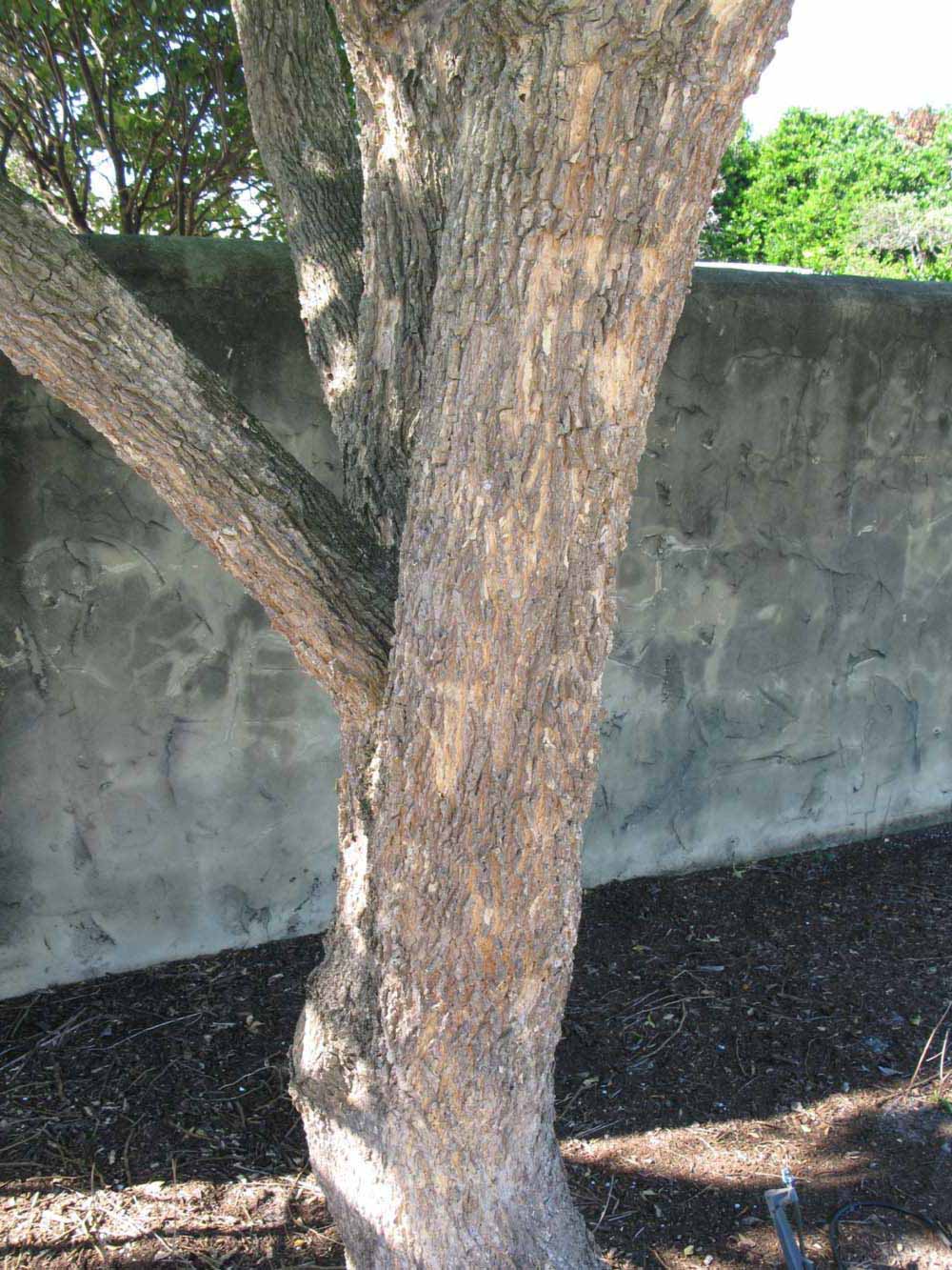            Bark (Winter Haven, FL)   